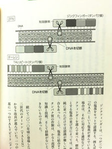『ゲノム編集の衝撃』（NHK出版）図解